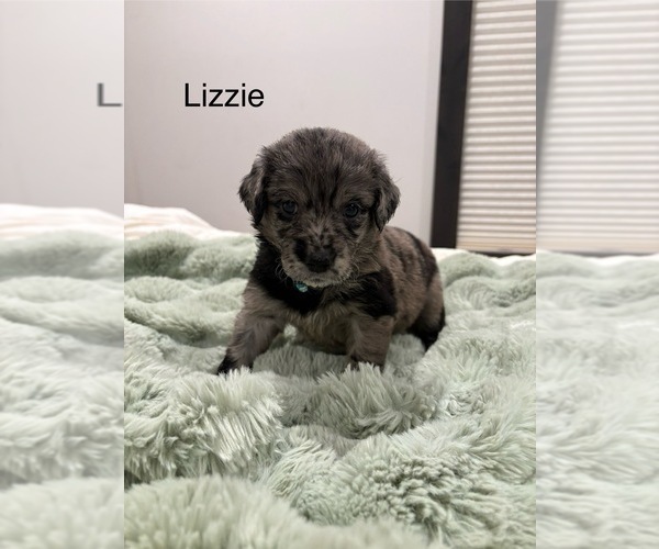 Medium Photo #7 Australian Retriever Puppy For Sale in NEWCOMERSTOWN, OH, USA