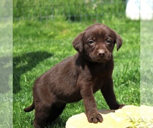 Labrador Retriever Puppy for sale in EPHRATA, PA, USA