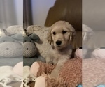 Small Golden Retriever