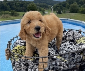 Goldendoodle Puppy for sale in BRISTOL, VA, USA