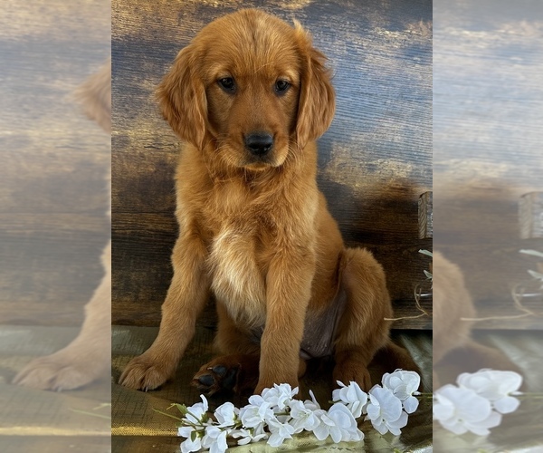 Medium Photo #2 Golden Retriever Puppy For Sale in DENTON, TX, USA
