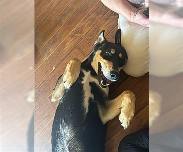 Medium Photo #4 Australian Kelpie Puppy For Sale in Dana Point, CA, USA