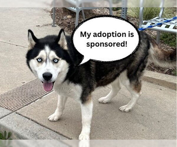 Medium Photo #3 Siberian Husky Puppy For Sale in Santa Cruz, CA, USA