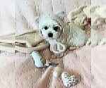 Small #9 Maltese