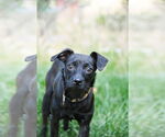 Small #1 Chihuahua Mix