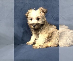 Schnauzer (Miniature) Puppy for sale in CUMMING, GA, USA