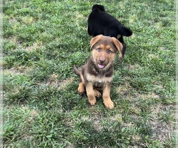 Medium Photo #7 German Shepherd Dog Puppy For Sale in BRUSH PRAIRIE, WA, USA