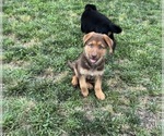 Small #6 German Shepherd Dog
