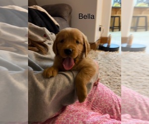 Golden Retriever Dog for Adoption in FREDERICKSBG, Ohio USA