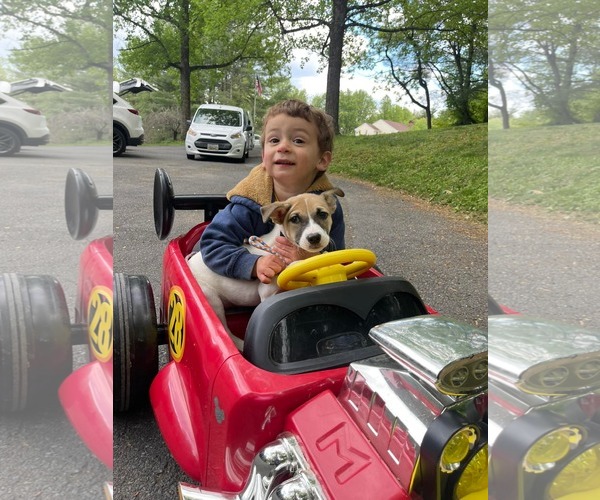 Medium Photo #7 Mutt Puppy For Sale in Derwood, MD, USA
