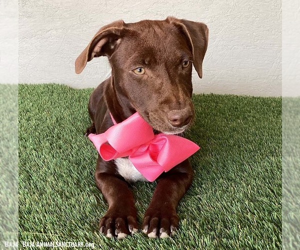 Medium Photo #3 Chocolate Labrador retriever-Unknown Mix Puppy For Sale in San Diego, CA, USA