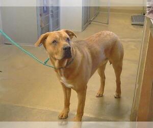 Shepradors Dogs for adoption in Sacramento, CA, USA