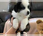 Small Photo #4 Australian Shepherd Puppy For Sale in HANOVER PARK, IL, USA