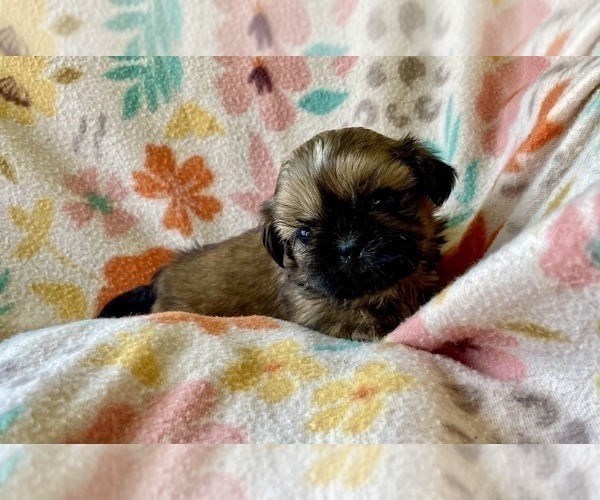Medium Photo #1 Shih Tzu Puppy For Sale in DUFF, TN, USA