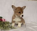 Small #4 Pembroke Welsh Corgi