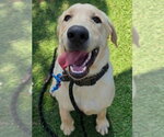 Small Photo #4 Labrador Retriever-Unknown Mix Puppy For Sale in Lakewood, CO, USA
