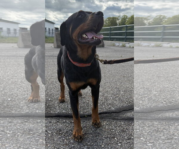 Medium Photo #4 Rottweiler Puppy For Sale in Hillsboro, NH, USA