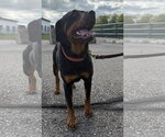 Small #3 Rottweiler