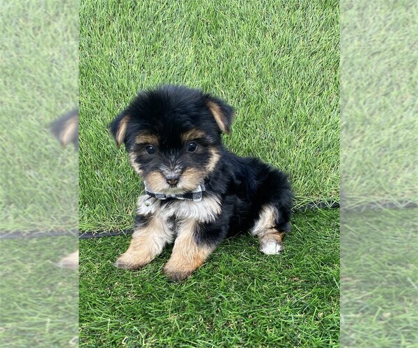 Medium Photo #2 Morkie Puppy For Sale in DACULA, GA, USA