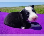 Small #14 Border Collie