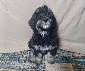 Bernedoodle Puppy for Sale in GWINN, Michigan USA