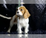 Small #5 Cavalier King Charles Spaniel