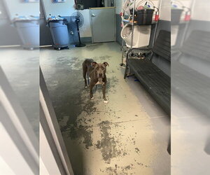 American Staffordshire Terrier-Unknown Mix Dogs for adoption in Tallahassee, FL, USA