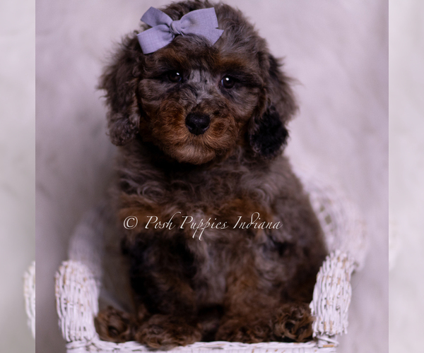 Medium Photo #5 Poodle (Toy) Puppy For Sale in WARSAW, IN, USA