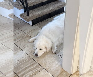 Bailey - Male Great Pyrenees-Unknown Mix Dog for Adoption - Photo #7