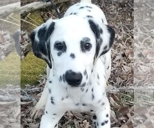 Dalmatian Puppy for sale in ABERDEEN, MD, USA