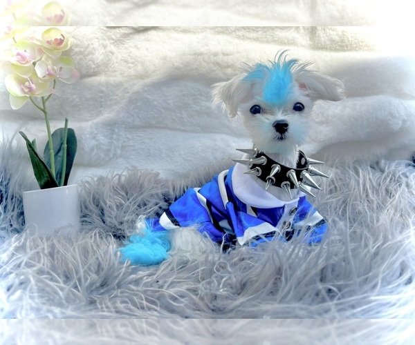 Medium Photo #5 Maltese Puppy For Sale in UPLAND, CA, USA