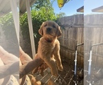 Small Photo #3 Golden Retriever Puppy For Sale in SAN MARCOS, CA, USA