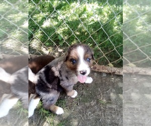 Australian Shepherd Puppy for sale in SCIENCE HILL, KY, USA