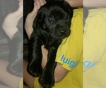Small Photo #4 Labrador Retriever Puppy For Sale in MANKATO, MN, USA