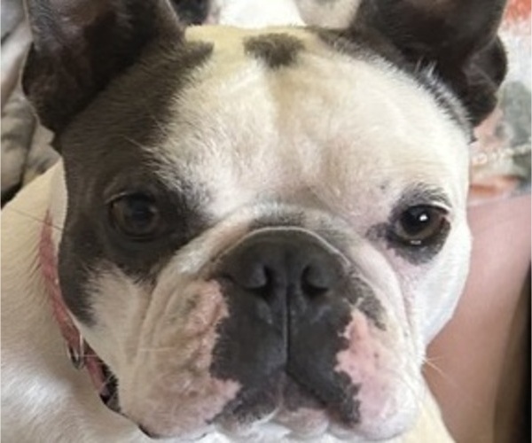 Medium Photo #1 Faux Frenchbo Bulldog Puppy For Sale in MOUNT ORAB, OH, USA