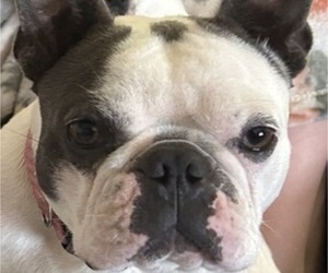 Mother of the Faux Frenchbo Bulldog puppies born on 07/27/2025