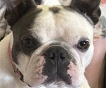 Small Photo #1 Faux Frenchbo Bulldog Puppy For Sale in MOUNT ORAB, OH, USA