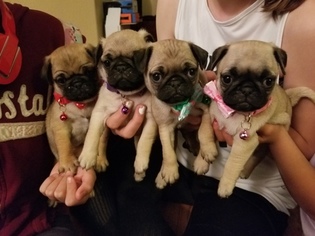 Pug Puppy for sale in FORT LUPTON, CO, USA