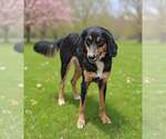 Small #1 Border Collie Mix