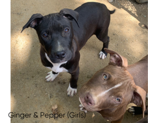 American Pit Bull Terrier Puppy for Sale in MENLO PARK, California USA