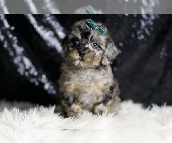 Medium Photo #83 Poodle (Toy) Puppy For Sale in WARSAW, IN, USA