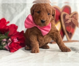 Goldendoodle Puppy for sale in LANCASTER, PA, USA