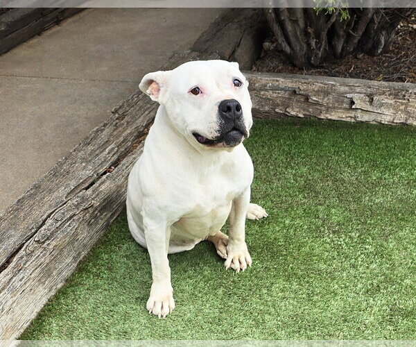 Medium Photo #3 Bulldog Puppy For Sale in Albuquerque, NM, USA
