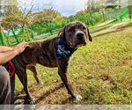 Small #10 American Pit Bull Terrier-Mountain Cur Mix