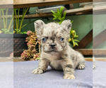 Small #1 French Bulldog