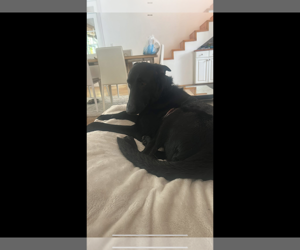 Medium Photo #8 German Shepherd Dog Puppy For Sale in Plantation, FL, USA
