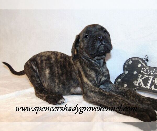 Medium Photo #2 Mastiff Puppy For Sale in CABOOL, MO, USA