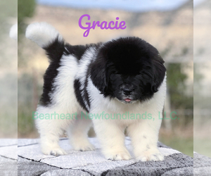 Newfoundland Puppy for sale in CORTEZ, CO, USA