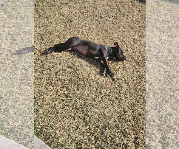 Medium Photo #7 American Staffordshire Terrier-Labrador Retriever Mix Puppy For Sale in Chandler, AZ, USA