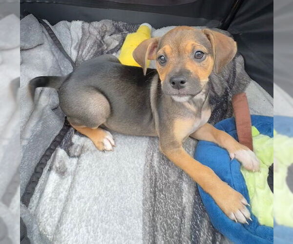Medium Photo #8 Labrador Retriever-Unknown Mix Puppy For Sale in Tarrytown, GA, USA
